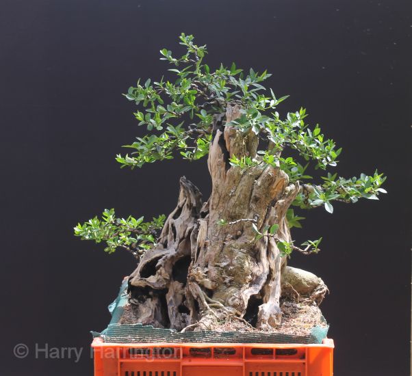 privet bonsai